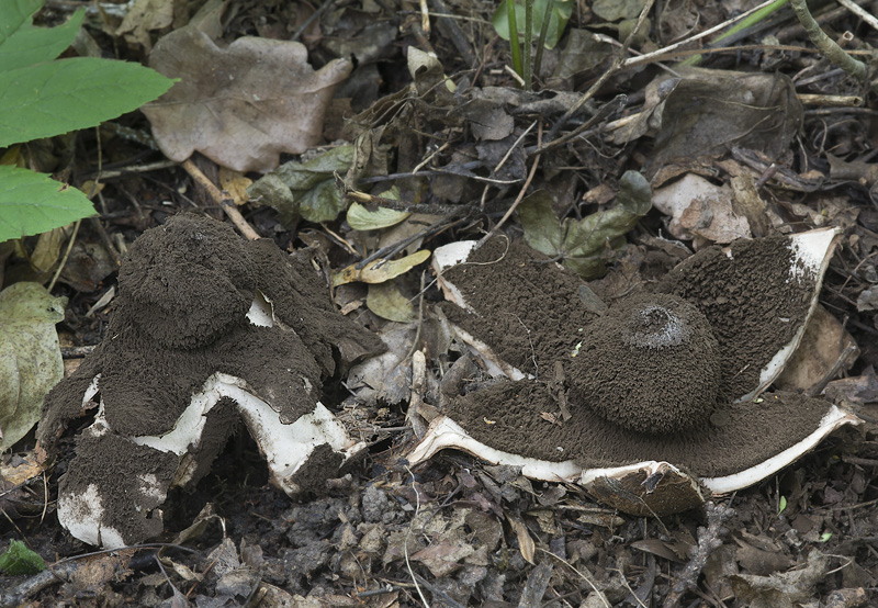 Geastrum melanocephalum